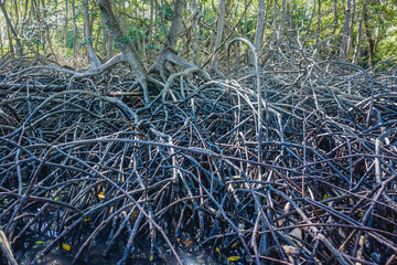 Mangrove trees in Baluran park