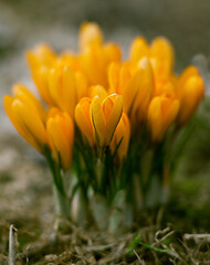 Obraz premium Multicolored crocuses. The first spring flowers. Selective focus