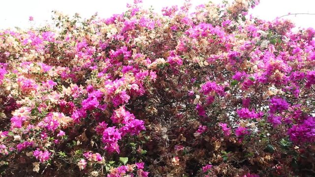 Bougainvillea mauve liane variety - (Bougainvillea spectabilis) is beautiful flowering perennial plant, winter in Thailand
