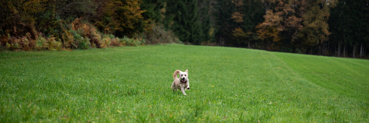 Happy little white dog running in beautiful green meadow