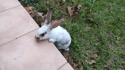 Lapin sur une terrasse grignotant de l'herbe fraiche pour son déjeuner , animal de compagnie très...