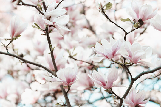 Fresh magnolia tree branch with flowers on a blurred background. Pink pastel floral backdrop. Spring concept, sunny day. Close up, soft selective focus, copy space