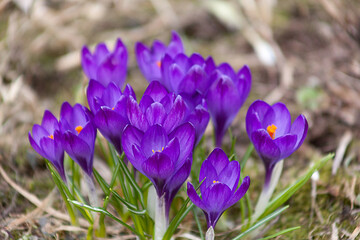 Multicolored crocuses. The first spring flowers. Selective focus