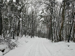 Obraz premium view of a snowed forest in winter