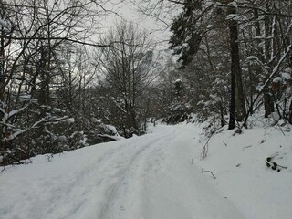 view of a snowed forest in winter