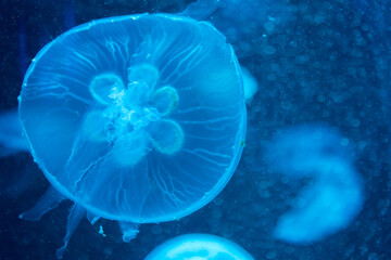 Colorful jelly fish in dark sea.