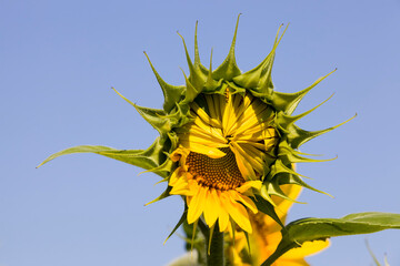 sunflowers, territory of Eastern Europe