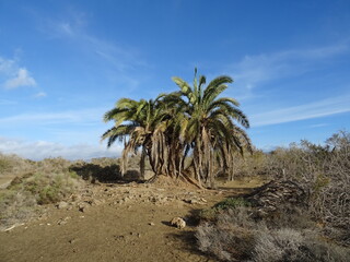 Landscape with dunes and Phoenix canariensis palms. Natural Park of Maspalomas. South of Gran Canaria Island. Spain.