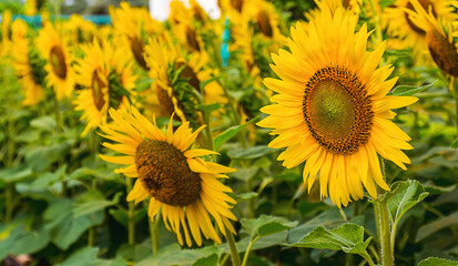 Naklejka premium flower of sunflower blooming in the garden. background