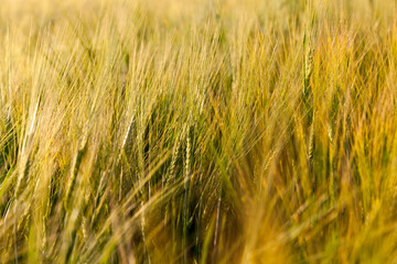 agricultural field sown with wheat