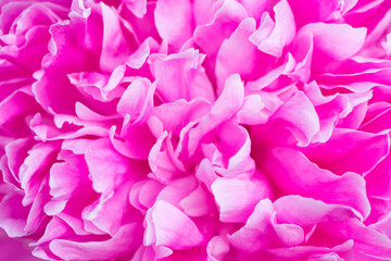 Pink peony flower close up