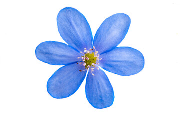 Fototapeta na wymiar Hepatica Nobilis - first Spring flower isolated