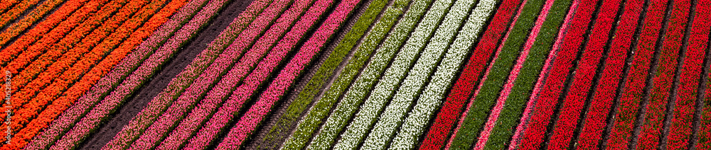 Wall mural Aerial view of the tulip fields in North Holland , The Netherlands