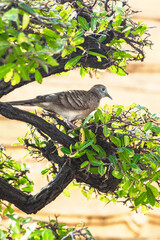 Zebra pigeon sitting on a tree