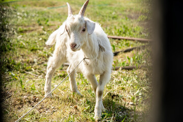 Obraz premium little white goat tied up