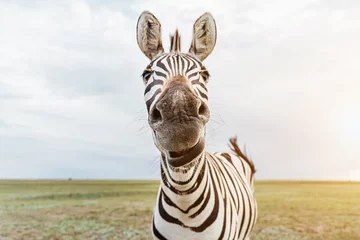 Rolgordijnen Zebra Zeba-portret. Aanbiddelijk dierlijk gezicht dat naar de camera kijkt. grote neus. ondiepe scherptediepte neus in focus. Grappige snuit. Kijken met nieuwsgierigheid en argwaan. kauwen, praten, verbaasd, benieuwd