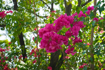 Blooming bougainvillea.background, beauty, bloom, blooming, blossom, blue, bougainvillea, branch, bright, bush, climate, color, colorful, decoration, decorative, elegance, flora, floral, flower, frame