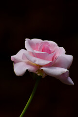 pink rose on black