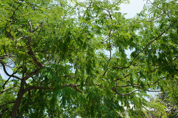 Fototapeta premium Bottom view of tree branches 