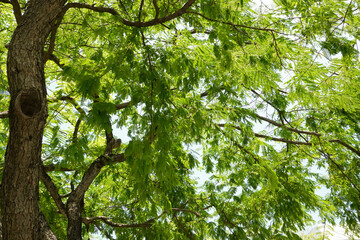 Bottom view of tree branches 