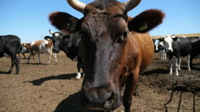 Large brown cow standing and turning its horny head on a large farm area in slo-mo  