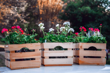 Multicolored geranium flowers in boxes for planting in a backyard