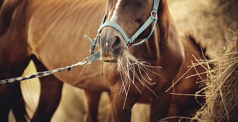 Red mare in a halter eating hay.