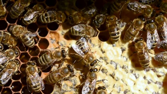 Honey bee dancing on the honeycomb - 3