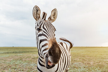 zebra funny chewing flirting making surprised face open mouth, talking, laughing, smiling. VIsiting...