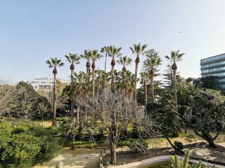 Fototapeta premium Plantación de palmeras en ciudad