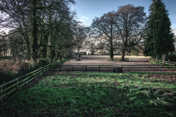 Bare Trees in Cold Irish Countryside