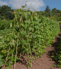 Crop of Home Grown Organic Climbing Green French Beans (Phaseolus vulgaris) Growing up a Bamboo Wigwam on an Allotment in a Vegetable Garden in Rural Somerset, England, UK © Peter