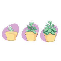 Grow dynamic of isolated Echeveria in Cartoon style, vector succulent Stone rose from plantule till full-grown plant on white isolated background, concept of House Plants, Succulents, Window Gardening