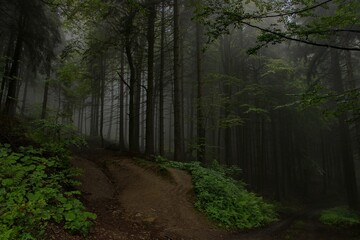 Road through the forest with fog