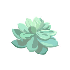 Blue leaved Echeveria in Flat design style, vector succulent Stone Rose on white isolated background, isolated plant Echeveria, concept of Window Gardening and Indoor Plants, Succulents and .Cactuses.
