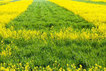 agricultural field where breeding varieties of rapeseed are grown