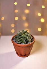 Succulent plants in pots against abstract background. 
Small plant in succulents or cactus pot, front view. Boke. Houseplants