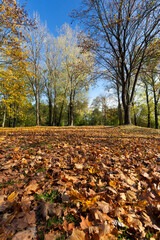 deciduous oak trees in the forest or in the Park