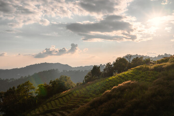 mountain view with sunrise and tea field background