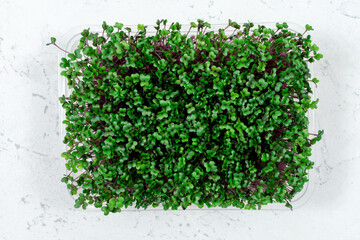 Obraz premium Fresh organic microgreens in a plastic container on a white background. Micro greens.