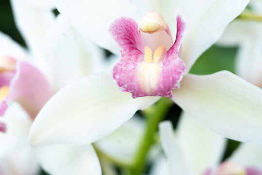 Photo of flower or orchid varietal, closeup, some macro