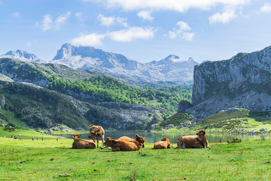 Herd of cows at the foot of the imposing Picos de Europa in front of Lake Ercina. Photograph taken in the Lakes of Covadonga, Asturias, Spain.