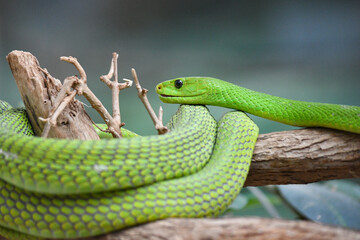 A green mamba snake on branches - obrazy, fototapety, plakaty