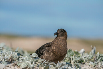 The south polar skua (Stercorarius maccormicki)