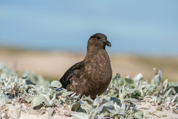 The south polar skua (Stercorarius maccormicki)