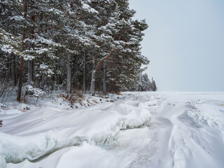 Ice floes covered with snow on the shore of the lake. The forest grows by the lake