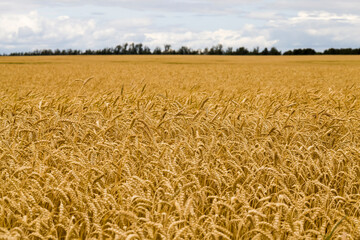 agriculture, activities in rural areas