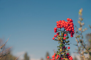 branch with red berries on a background of blue sky