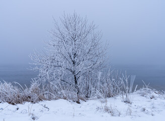Fototapeta na wymiar Frost-covered trees, winter landscape, Norway