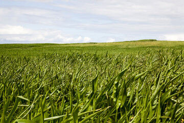 corn on an agricultural field